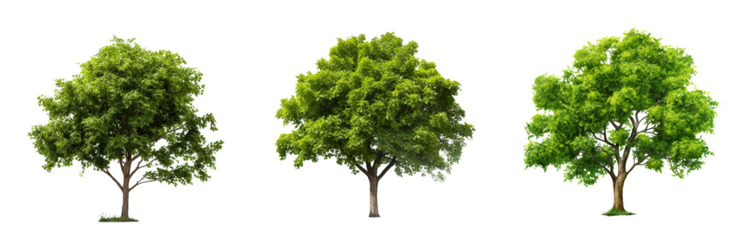 \ - A set of tree isolated on transparent background