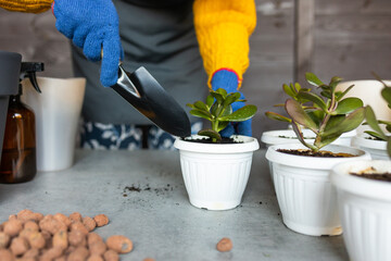 Woman gardeners hand transplanting cacti and succulents in cement pots on the wooden table. Concept...
