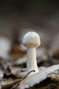 mushroom in the forest, Leucoagaricus sp. Sardinia, Italy.
