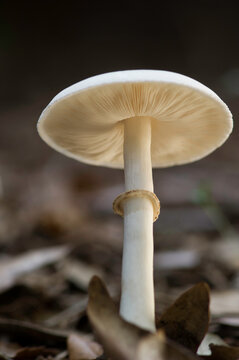 mushrooms in the woods, Leucoagaricus leucothites, known as White Dapperling, wild mushroom Sardinia, Italy.