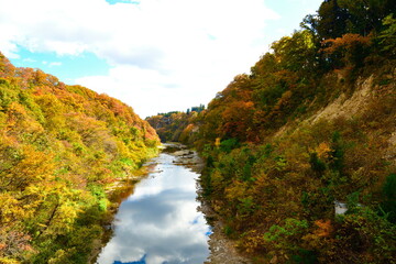 仙台市広瀬川の紅葉（宮城県）