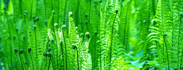 Fern. Natural ferns against blurred background. Fern leaves close up. Fern plants in forest. Copy space for design.