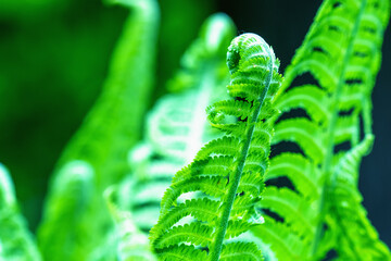 Close up fern leaf. Natural ferns against blurred background. Fern leaves close up. Fern plants in forest.