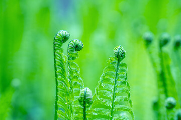 Close up fern leaf. Natural ferns against blurred background. Fern leaves close up. Fern plants in...