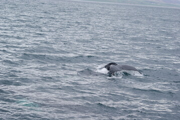 Fototapeta premium SONY DSC