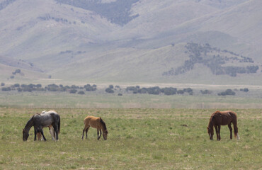 Fototapeta na wymiar Wild Horses in Springtime in the Utah Desert