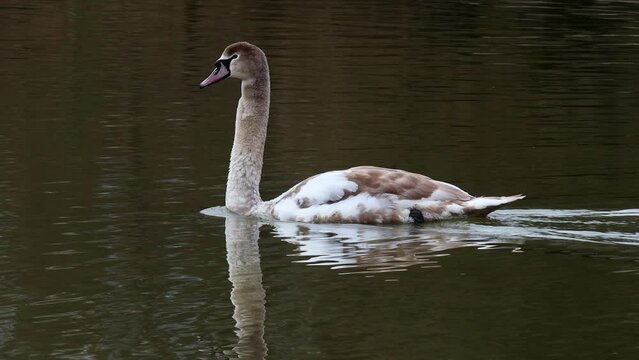 a young swan on a lake 4k 30fps video