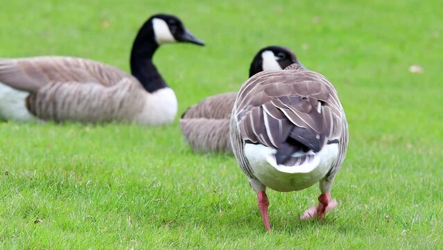 a wild gray goose in front of canada geese on a meadow 4k 30fps video