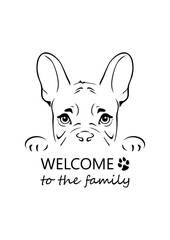Outlined portrait of a peeking french bulldog. Welcome to the family