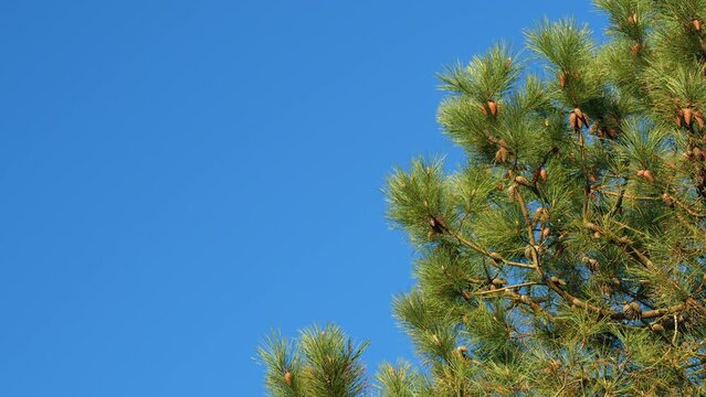 Green Coniferous Branch Of A Tree. Wind Sways In The Forest Green Sharp And Long Needles.