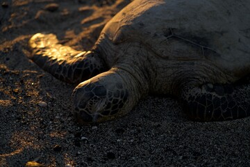 Sea Turtle Resting at sunset