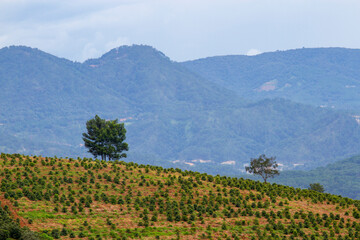 Fototapeta na wymiar View Of Cau Dat Tea Plantation In Da Lat, Vietnam.