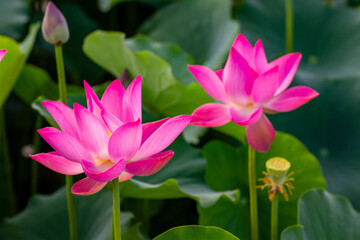 Fototapeta premium Twin Lotus Flower Blooming In The Pond.