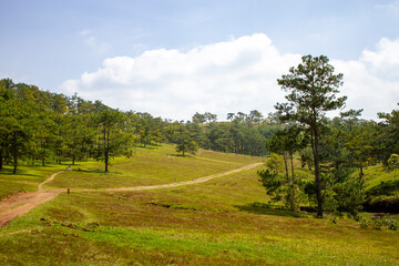 Fototapeta na wymiar Beautiful Landscape Of Green Hill And Pine Forest In Da Lat, Vietnam.