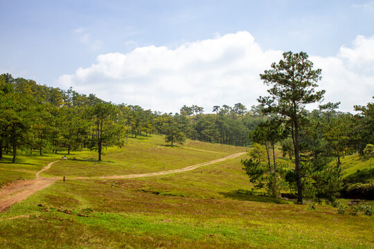 Beautiful Landscape Of Green Hill And Pine Forest In Da Lat, Vietnam.