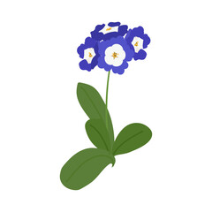 Primula primrose flower isolated on white background. Spring Botanical vector illustration for greeting card for Mother's Day, International Women's Day and Easter