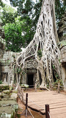 Ta Phrom - Iconic 12th century Angkor Khmer Temple with Tree roots intertwined with the temple...