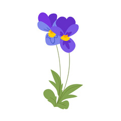 Viola Flower, violet pansies with leaves. Spring summer Vector botanical illustration isolated on white background