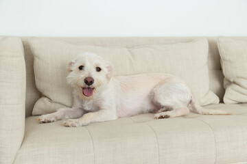 Full-length view of cute white terrier mix lying down on beige linen couch smiling with mouth open