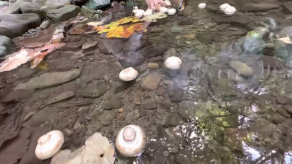 snow covered tree Clear transparent water stone pot picnic natural grass plants green yellow leaves vegetable basket flowers