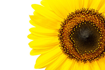 Detail of a sunflower, isolated against white background