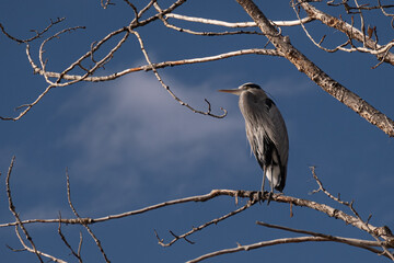 blue heron
