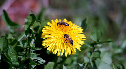 bee on yellow bright dandelion - 770851239