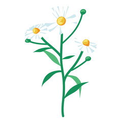 Daisies flowers bouquet, illustration isolated on white background. 