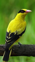 Witness the vibrant colors of a Black-naped Oriole in a captivating close-up against a lush green background, perfect for showcasing its unique beauty.