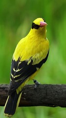 Witness the vibrant colors of a Black-naped Oriole in a captivating close-up against a lush green...