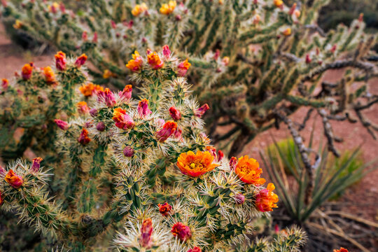 Prickly Pear Cactus in Grand Canyon, Arizona, USA