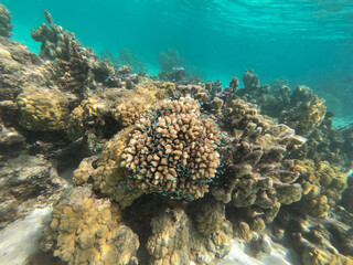 Naklejka na ściany i meble Moorea Coral Reef