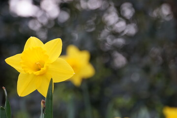 yellow daffodils in spring