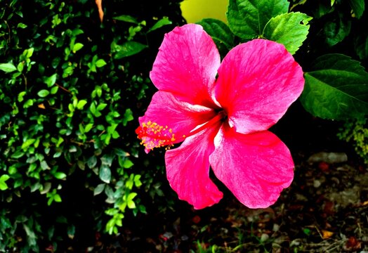 shoeblackplant,hibiscus rosa-sinensis,hibiscus rosa-sinensis flower,hibiscus rosa-sinensis plant,
hibiscus rosa-sinensis tree,chinese hibiscus rosa-sinensis,outdoor hibiscus rosa-sinensis,
hibiscus,ro