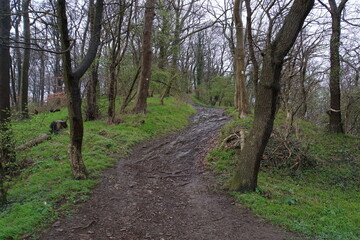 A steep path uphill in the forest