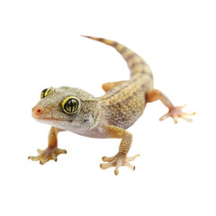 Naklejka premium living reptile iguana