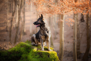 Portrait of the wolf-gray shepherd breed. It is an offshoot of the German Shepherd breed.