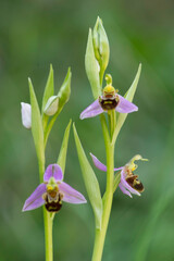 Orchidea, Ophrys apifera. Sassari, Scala di giocca. Sardegna, Italy