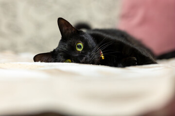 ねこ