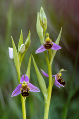 Orchidea, Ophrys apifera. Sassari, Scala di giocca. Sardegna, Italy