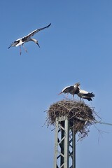 Storch - Nest - Angriff