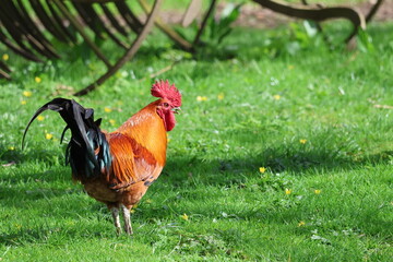 A Rhode Island Red cockerel rooster roaming free in a grassy area of a farmyard with farm equipment...