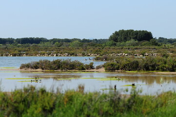 Wetlands In The Nature Reserve Platja Des Trenc Mallorca On A Wonderful Sunny Spring Day With A Clear Blue Sky