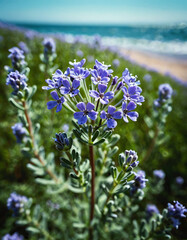 Captivating Coastal Bloom: A Macro View of the Enchanting Sea Lavender Flower | This stunning image captures the intricate beauty of a single sea lavender flower in a macro view. The vibrant purp