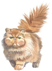 persian cat watercolor vector illustration