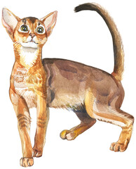 cat abyssinian on a white background watercolor vector illustration