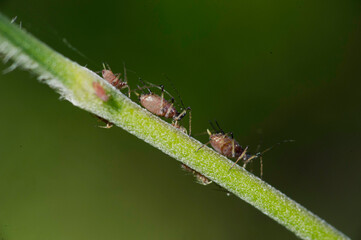 Black aphids crawl along the stem of a flower. Sardinia Italy