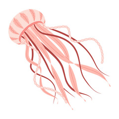 Cartoon Pink jellyfish flat style. Medusa vector illustration. Modern flat illustration Jellyfish isolated on white background. Vector illustration