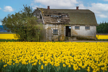Old wooden barn in the middle of a colorful yellow daffodil field. Springtime means the emergence of daffodils in the Skagit Valley and they grow more flowers than any other county in the USA. - 770867888