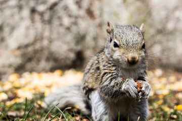 squirrel in the forest